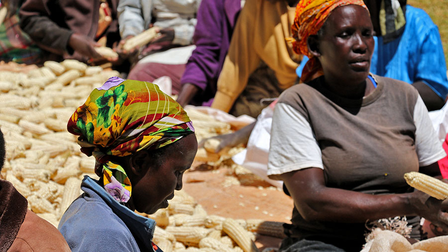 Women shelling maize