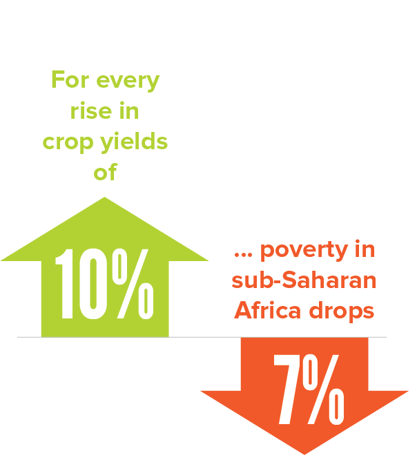For every rise in crop yields of 10%, poverty in Sub-Saharan Africa drops 7%